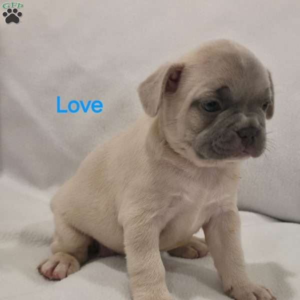 Love, French Bulldog Puppy